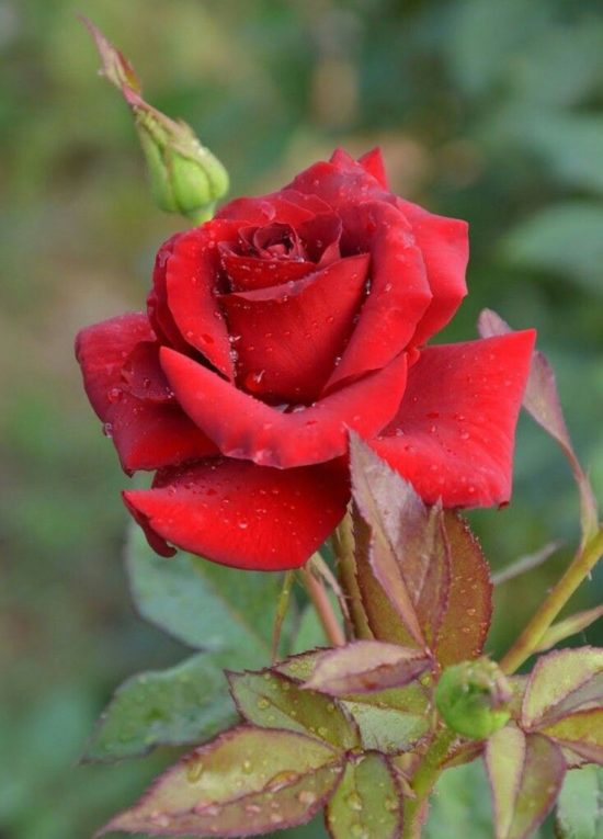 Imágenes De Rosas Las Más Hermosas Flores